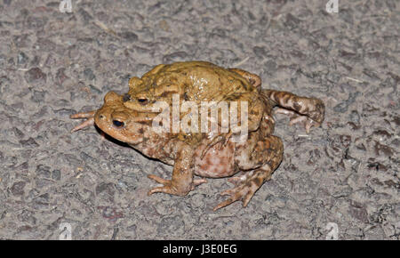 Erdkröten (Bufo bufo) auf der Straße Stockfoto