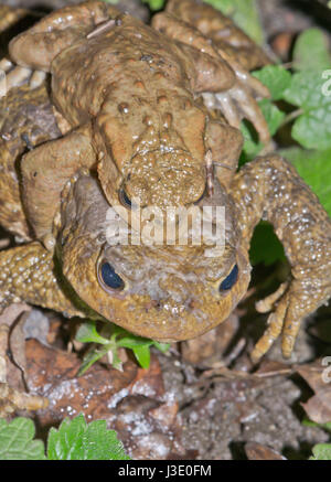 Erdkröten (Bufo bufo) am Straßenrand Stockfoto