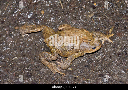 Erdkröten (Bufo bufo) auf der Straße Stockfoto