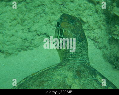 Grüne Meeresschildkröte (Chelonia Mydas) auf Fernando De Noronha, Pernambuco, Brasilien. Tauchen und Schnorcheln in diesem weit entfernten Atlantik Insel. Stockfoto
