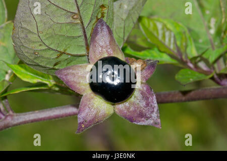 Früchte der Tollkirsche (Atropa Belladonna) Stockfoto