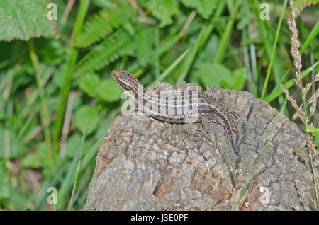 Stark gravide Common oder viviparöse Lizard (Zootoca vivipara) mit kaudaler Autotomie. Lacertidae. Sussex, Großbritannien Stockfoto