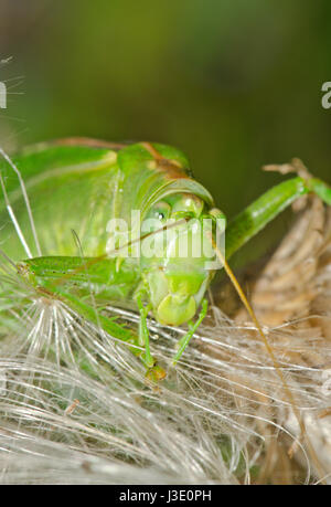 Super Green Bush - Kricket (Tettigonia Viridissima) Makro Stockfoto