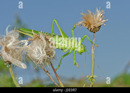 Super Green Bush - Kricket (Tettigonia Viridissima) Unterseite Stockfoto