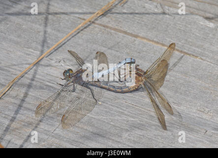 Gekielte Skimmer Libellen (Orthetrum Coerulescens) Mating Stockfoto