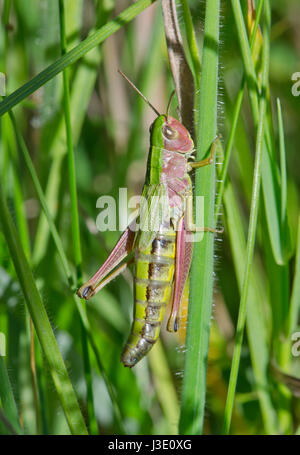 Bunte Wiese Grashüpfer (Chorthippus Parallelus) Grün/Rosa Phase in Sussex, UK Stockfoto