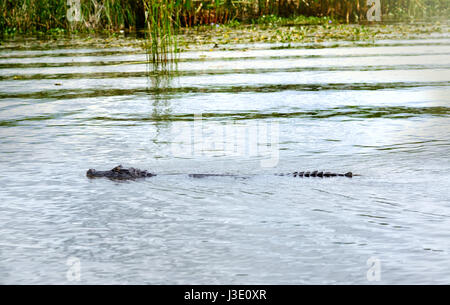 Yacare Kaiman (Caiman Yacare), Feuchtgebiete in Nature Reserve Esteros del Ibera, Colonia Carlos Pellegrini, Corrientes, Argentinien. Stockfoto