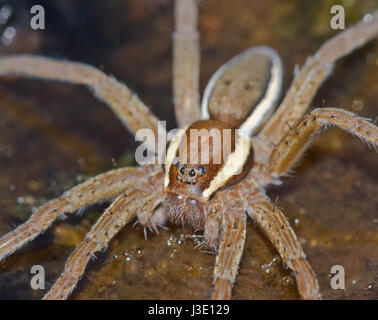 Raft Spinne (Dolomedes fimbriatus) Nahaufnahme Stockfoto