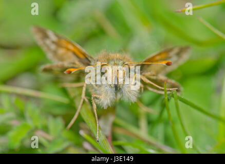 Leiter des Silver-spotted Skipper Schmetterling (Hesperia comma). Sussex, UK Stockfoto