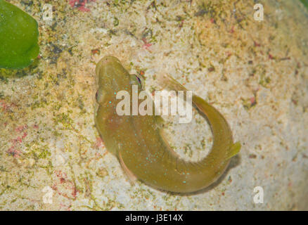 Unter der Leitung von kleinen Clingfish (Apletodon Dentatus) grüne Form Stockfoto