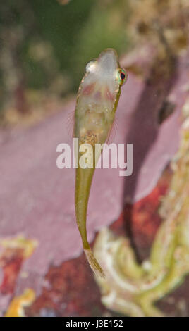 Unter der Leitung von kleinen Clingfish (Apletodon Dentatus) Unterseite Stockfoto