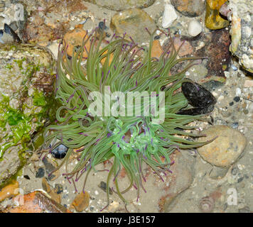 Snakelocks Anemonen (Anemonia viridis) Grün und Rosa Formular Stockfoto