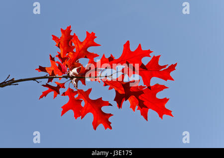Rot Türkei Eichenlaub (Quercus Laevis) Stockfoto