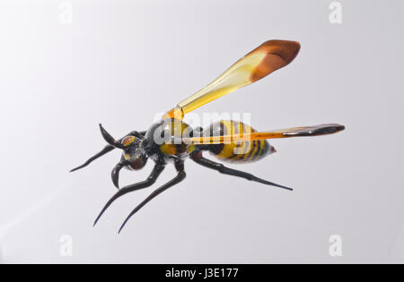 Eine spektakuläre Glas Insekt von Handgewickelten maestro Vittorio Costantini in Venedig - feldwespe Paper Wasp italienische Kunst Glas. Leben Größe Stockfoto