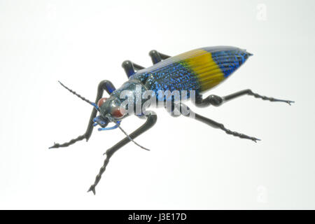 Ein spektakuläres italienisches Kunstglas-Insekt von lampwork-Meister Vittorio Costantini in Venedig, Italien - Jewel Beetle italienisches Kunstglas in Lebensgröße Stockfoto