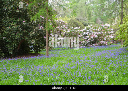 Frühlingsblumen in einem englischen Landhaus-Garten Stockfoto