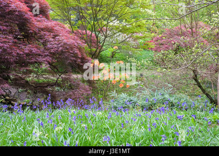 Frühlingsblumen in einem englischen Landhaus-Garten Stockfoto