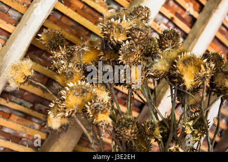 Trocknung Samenköpfe im alten Kuhstall, bekannt als die "Hütte", Great Dixter Gärten, East Sussex, UK Stockfoto