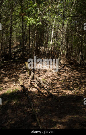 Eine Sonne vor Ort in einem dunklen Wald. Ein Blick ins Innere eines kanadischen Wald. Stockfoto