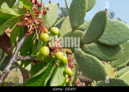 Kirsche wächst in Apulien Land. Stockfoto