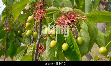 Kirsche wächst in Apulien Land. Stockfoto