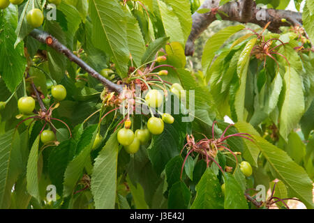 Kirsche wächst in Apulien Land. Stockfoto