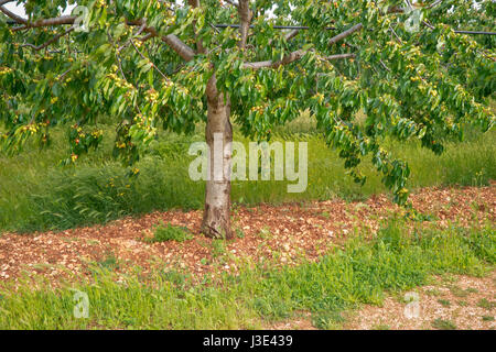 Kirsche wächst in Apulien Land. Stockfoto