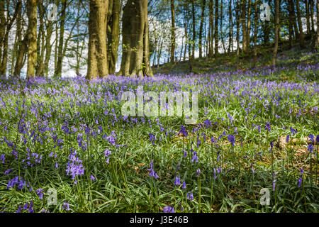 Bluebell Hölzer in Whitewell, Lancashire. Stockfoto