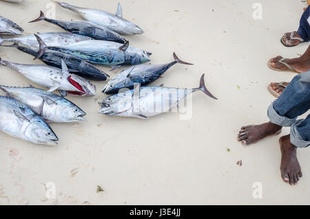 Hand aus Thunfisch Fang am Strand von Sansibar Stockfoto