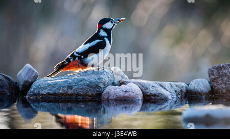 Specht fangen, eine Erdnuss im Schnabel. Hocken auf dem Stein bei Gegenlicht mit einer Reflexion über die Kokosblättern auf den Teich und eine schöne defokussierten ba Stockfoto