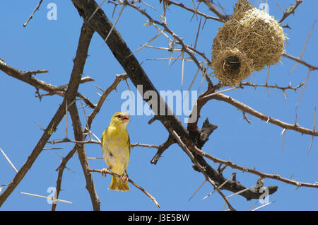Weaver Vogel auf einem Ast von Akazien in der Nähe von seinem nest Stockfoto