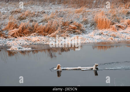 Fluss Trockenrasen in den Kristallen von Schnee am Ufer an einem Winterabend auf zacateros Stockfoto