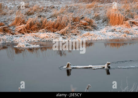 Fluss Trockenrasen in den Kristallen von Schnee am Ufer an einem Winterabend auf zacateros Stockfoto