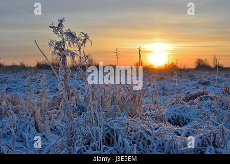 Goldener Sonnenuntergang im Winter in einem Feld mit trockenen Gräsern bedeckt mit Rauhreif Kristalle Stockfoto