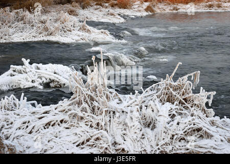 Schäumende Stromschnellen des Flusses, bedeckt mit Wucherungen von Eis und Büsche Trockenrasen in Rauhreif Kristalle am Ufer an einem Winterabend Stockfoto