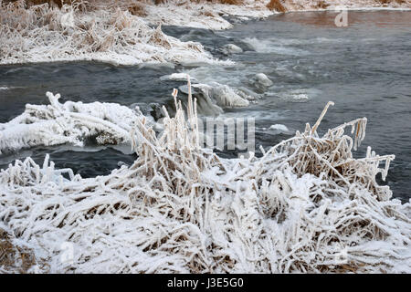 Schäumende Stromschnellen des Flusses, bedeckt mit Wucherungen von Eis und Büsche Trockenrasen in Rauhreif Kristalle am Ufer an einem Winterabend Stockfoto