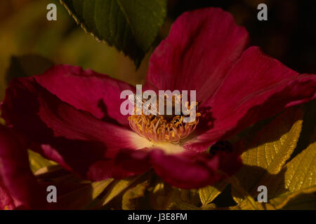 Schließen Sie herauf Bild der Biene trinken von rote Blume Stockfoto