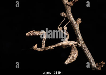 Tot Blattheuschrecke Stockfoto