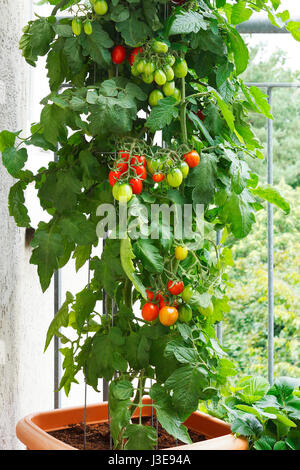 Tomate mit grünen und roten Tomaten in einem Topf auf einem Balkon, Urban Gardening oder Landwirtschaft Stockfoto