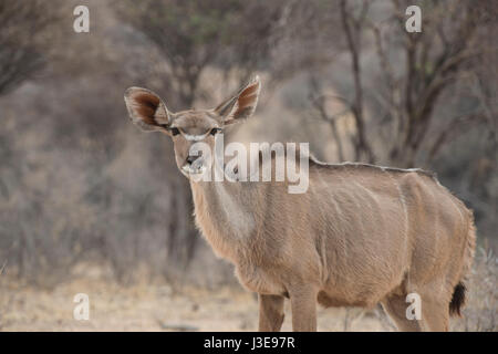 Große Kudu: Tragelaphus Strepsiceros. Weiblich. Etosha, Namibia. Stockfoto