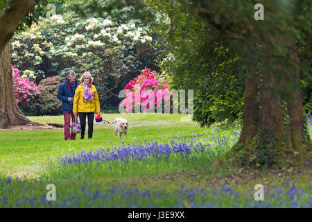 Paar walking Hund durch die Gärten, atemberaubende Rhododendren und Azaleen auf dem Exbury Gardens, New Forest National Park, Hampshire im Mai Frühling Stockfoto