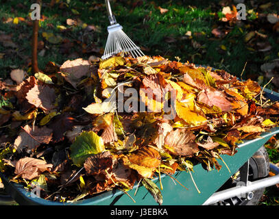 Schubkarre voll von Herbstlaub Stockfoto