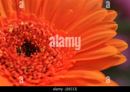Dahlie Blüte Stockfoto