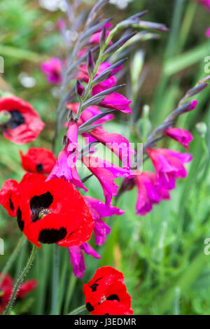 Gewagte Farbkombinationen (orientalische Mohn und Gladiolus Communis) in der Wand Garten, Great Dixter, East Sussex, England, UK Stockfoto