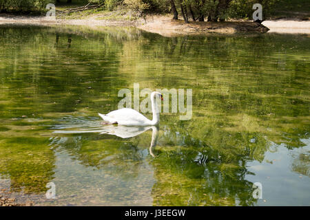Schwan, Baden im grünen Teich, Reflexion Stockfoto