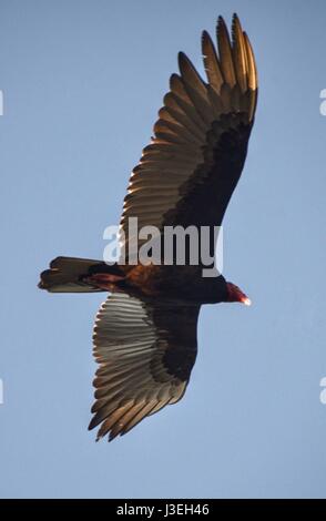 Türkei Geier, Cathartes Aura in Kuba gesehen. Auch bekannt als der Türkei Bussard in Amerika. Stockfoto