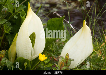 Weiße Feder Spathes des asiatischen Skunk Kohls, Lysichiton Camtschatcensis, durch den Rand des Wassers Stockfoto