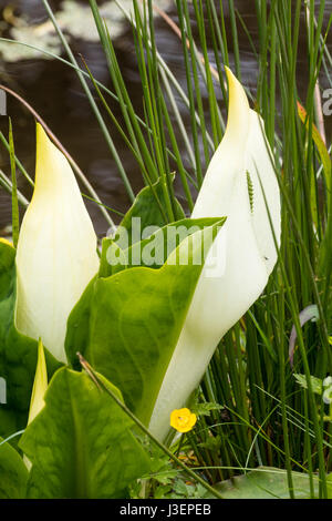 Weiße Feder Spathes des asiatischen Skunk Kohls, Lysichiton Camtschatcensis, durch den Rand des Wassers Stockfoto