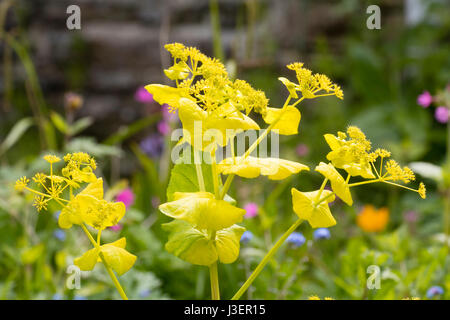 Gelbe Hochblätter und Blumen von der hardy-Biennale, Smyrnium perfoliatum Stockfoto