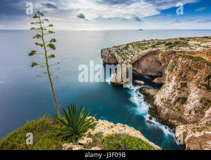 Malta - der berühmte Bogen der blauen Grotte Klippen mit grünen Blättern und Baum Stockfoto